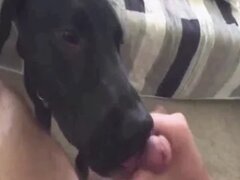 Zoo Sex Videos: Hardcore Animal Porn Tube