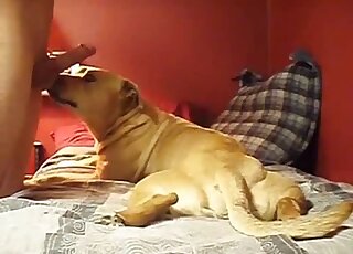 Dog decides to blow this lady's horny hubby