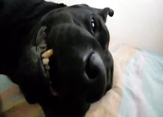 Black pooch gets to enjoy violent action here