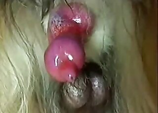 Charming beast shines in a hardcore porn movie