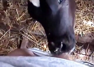 Stiff penis featured in a scene with a horny cow