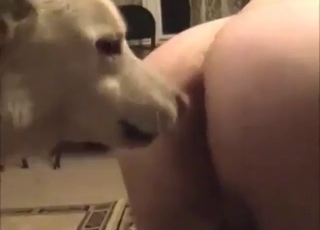 Orgy with zoophiles who want to fuck dogs