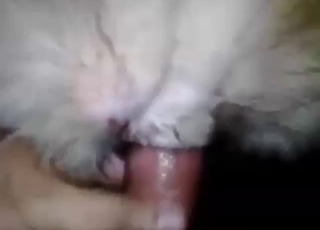POV sex scene with an animal taking dick