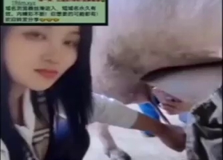 Chinese lady licking pig's nice dick in this one