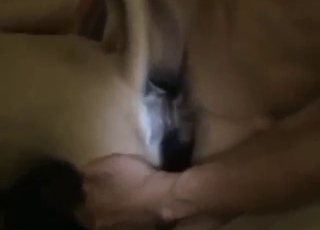 Blowjob bestiality porn scene with lotsa licking