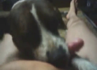 BJ is so cash, this dog is so good at sucking