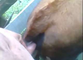 Zoo sex with a brown beast fucked by his dick
