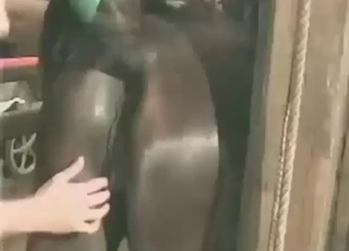 Hot mare is ready for the biggest dick yet