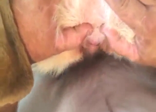 German Shepherd fucking a hard-dicked dude