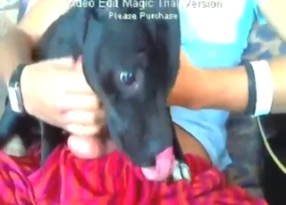 No censorship as this dog sucks dick and eats cum