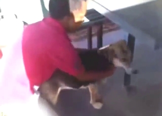 Horned-up dude fucking in a zoo XXX movie