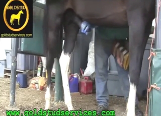 Horse wants to climax in a taboo handjob vid