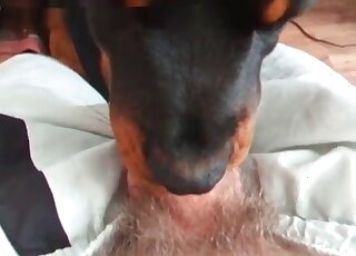 Dude gets a blowjob from his dog