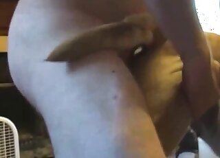 Fat dude fucking his doggo on cam